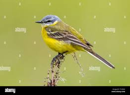 Attēlu rezultāti vaicājumam “Motacilla flava flava adult”