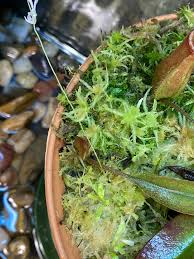 Attēlu rezultāti vaicājumam “Sphagnum teres”