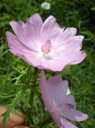 Image result for Malva moschata