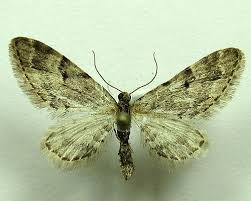 Attēlu rezultāti vaicājumam “Eupithecia lanceata”