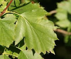 Attēlu rezultāti vaicājumam “Sorbus”