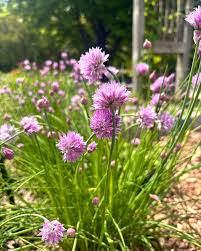 Attēlu rezultāti vaicājumam “Allium schoenoprasum”
