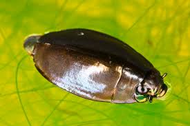 Attēlu rezultāti vaicājumam “Gyrinidae”