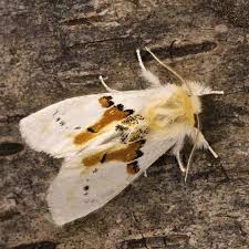 Attēlu rezultāti vaicājumam “Leucodonta bicoloria imago”