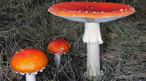 Attēlu rezultāti vaicājumam “Amanita muscaria”