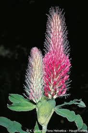 Attēlu rezultāti vaicājumam “Collaria rubens”