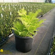 Attēlu rezultāti vaicājumam “Matteuccia struthiopteris”