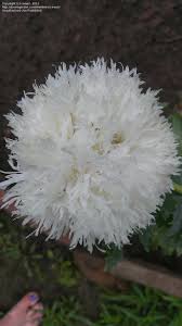 Image result for Papaver somniferum White Cloud