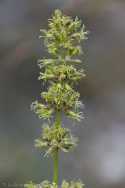 Attēlu rezultāti vaicājumam “Silene otites fruit”
