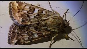 Attēlu rezultāti vaicājumam “Protoschinia scutosa”