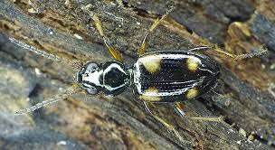 Attēlu rezultāti vaicājumam “Bembidion sp.”