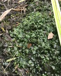 Attēlu rezultāti vaicājumam “Phaeoceros laevis subsp. carolinianus”