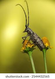 Attēlu rezultāti vaicājumam “Monochamus galloprovincialis”