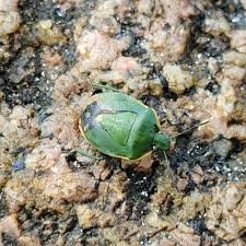 Attēlu rezultāti vaicājumam “Chlorochroa juniperina”