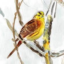 Attēlu rezultāti vaicājumam “Emberiza citrinella”