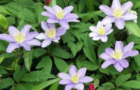 Image result for Buschwindröschen