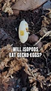 Attēlu rezultāti vaicājumam “Crex crex eggs”