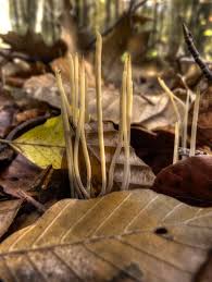 Attēlu rezultāti vaicājumam “Macrotyphula juncea”