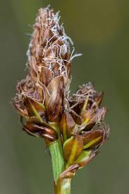 Attēlu rezultāti vaicājumam “Carex caryophyllea leaf”