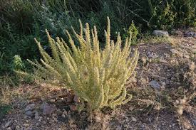 Image result for Chenopodium botrys