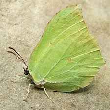 Attēlu rezultāti vaicājumam “Gonepteryx rhamni upperside”