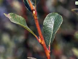Attēlu rezultāti vaicājumam “Salix myrsinifolia leaf”