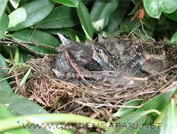 Attēlu rezultāti vaicājumam “Turdus merula eggs”