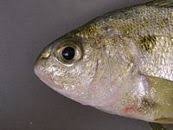 Image result for Leiostomus xanthurus