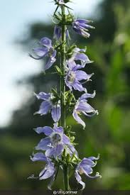 Image result for Campanula americana