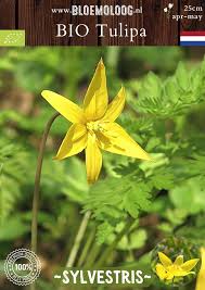 Attēlu rezultāti vaicājumam “Tulipa sylvestris bud”