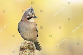 Attēlu rezultāti vaicājumam “Garrulus glandarius adult”