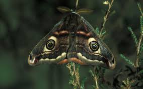 Attēlu rezultāti vaicājumam “Saturnia pavonia eggs”