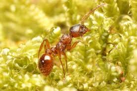 Attēlu rezultāti vaicājumam “Myrmica rubra”