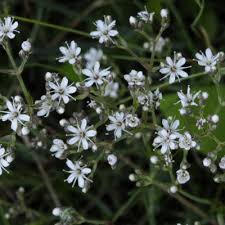 Attēlu rezultāti vaicājumam “Gypsophila fastigiata leaf”