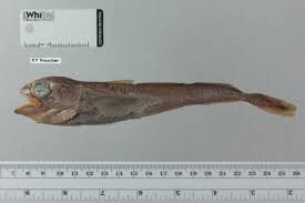 Image result for Boreogadus saida