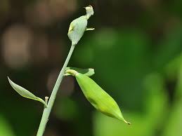 Attēlu rezultāti vaicājumam “Corydalis cava fruit”