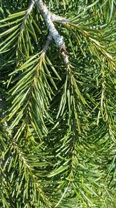 Attēlu rezultāti vaicājumam “Pseudotsuga menziesii”