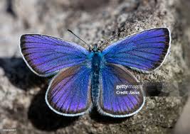 Attēlu rezultāti vaicājumam “Cyaniris semiargus male”
