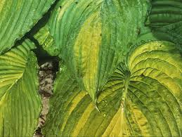 Image result for Hosta Warpaint