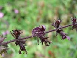 Attēlu rezultāti vaicājumam “Stachys sylvatica bud”