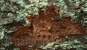 Attēlu rezultāti vaicājumam “Phellinus ferrugineofuscus”