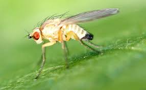 Attēlu rezultāti vaicājumam “Phytomyza ranunculi”