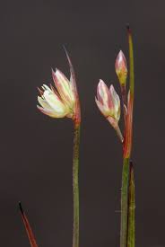 Attēlu rezultāti vaicājumam “Juncus stygius”