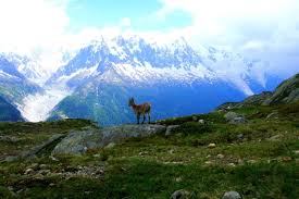 Image result for Chamois Mountaineering Club