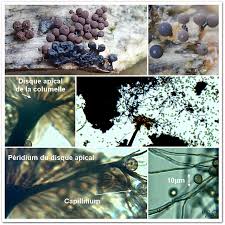 Attēlu rezultāti vaicājumam “Enerthenema papillatum”