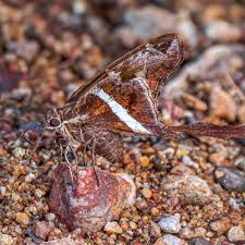 Attēlu rezultāti vaicājumam “Chionaspis salicis imago”