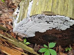 Attēlu rezultāti vaicājumam “Rosellinia desmazieri spores”