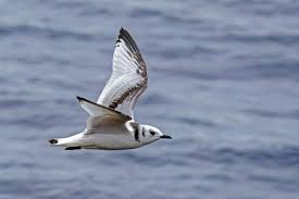 Attēlu rezultāti vaicājumam “Rissa tridactyla adult”