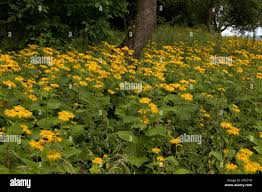 Attēlu rezultāti vaicājumam “Telekia speciosa”