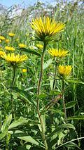 Image result for Inula hirta